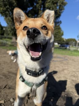 Cooper